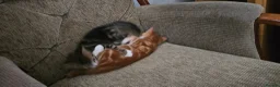 Mixed Breed cats for sale: 2 beautiful male kittens. in Morecambe - Advert 1
