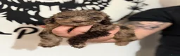 Cockapoo dogs for sale: Last Puppy remaining ❤️ f3 cockapoo puppies 🐾 - Advert 21