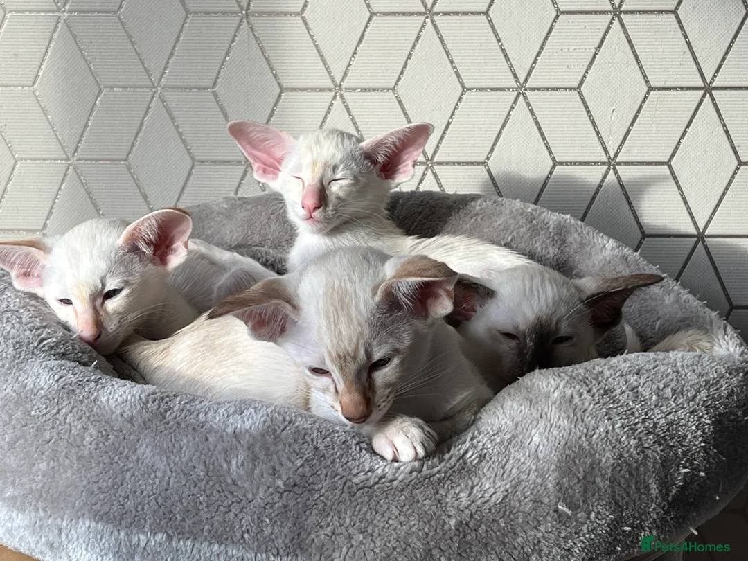Siamese cats for sale: Siamese kitten gccf registered  - Advert 2