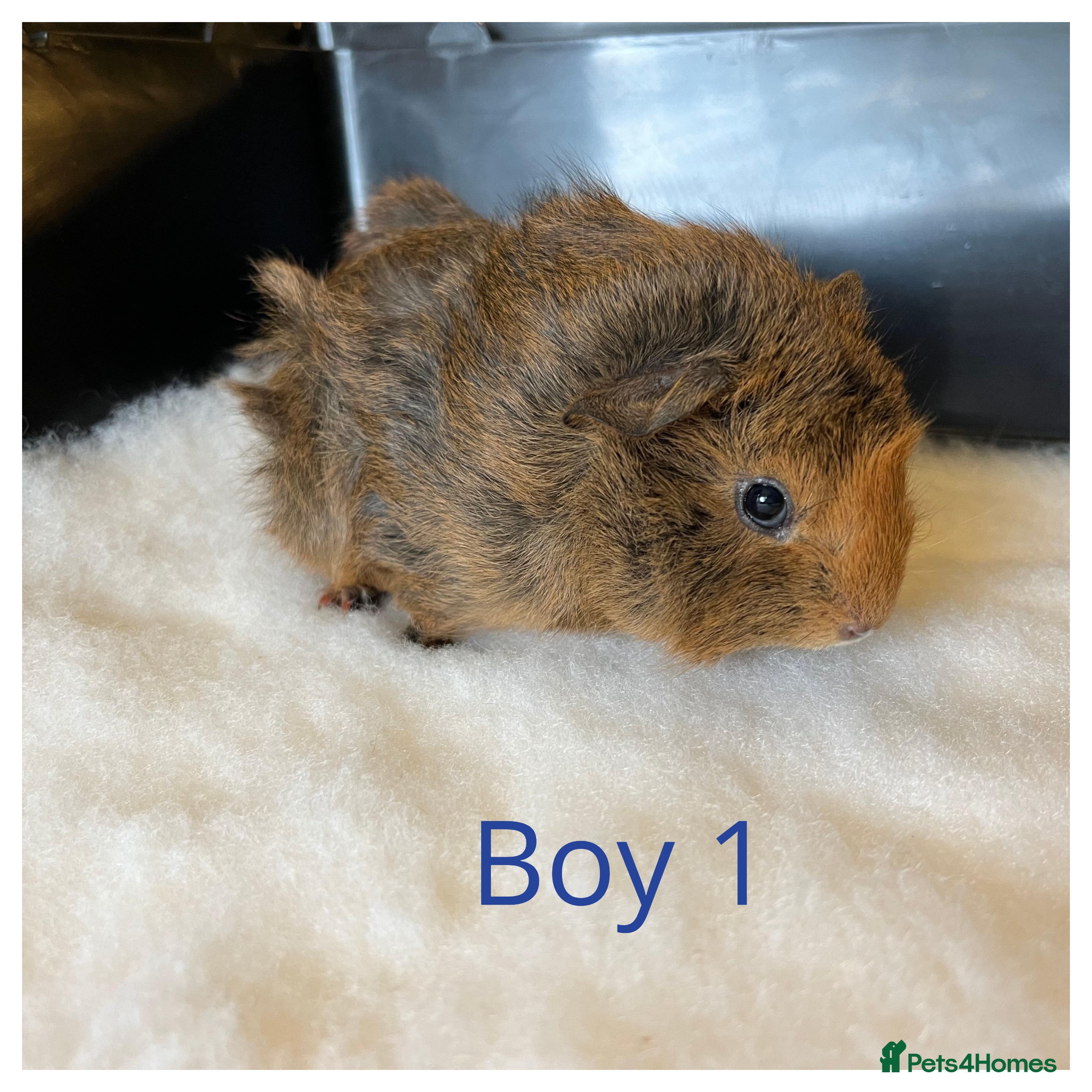 Guinea Pig rodents Guinea Pig babies- beautiful colours and condition - Advert 1