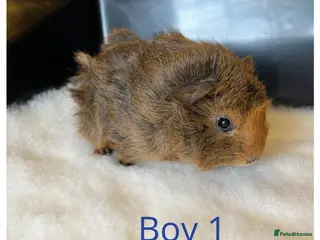 Guinea Pig rodents Guinea Pig babies- beautiful colours and condition - Advert 1