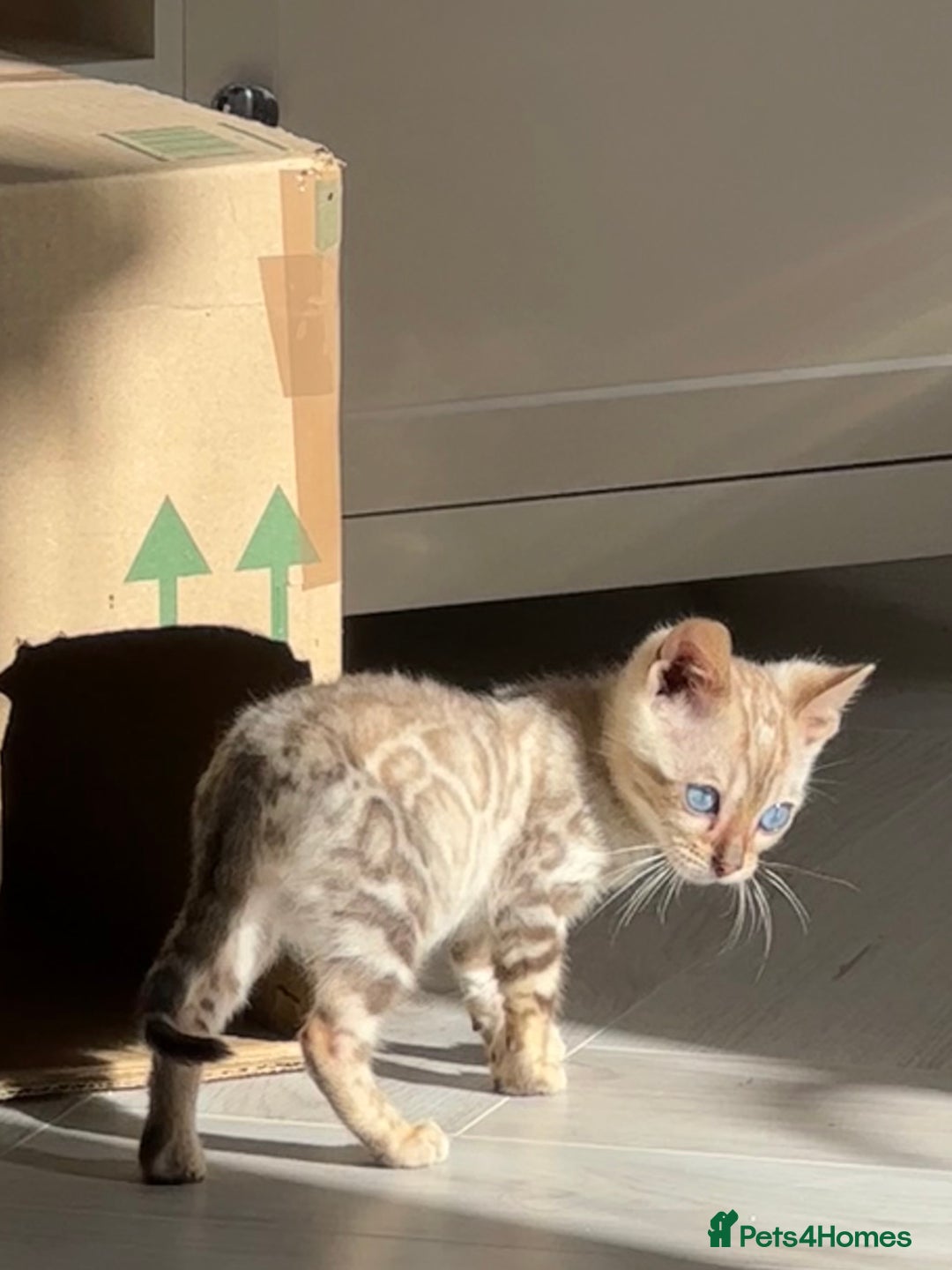 Bengal cats for sale: Snow lynx bengal  - Advert 5