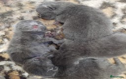 British Shorthair cats for sale: British short-hair kittens  - Image 4