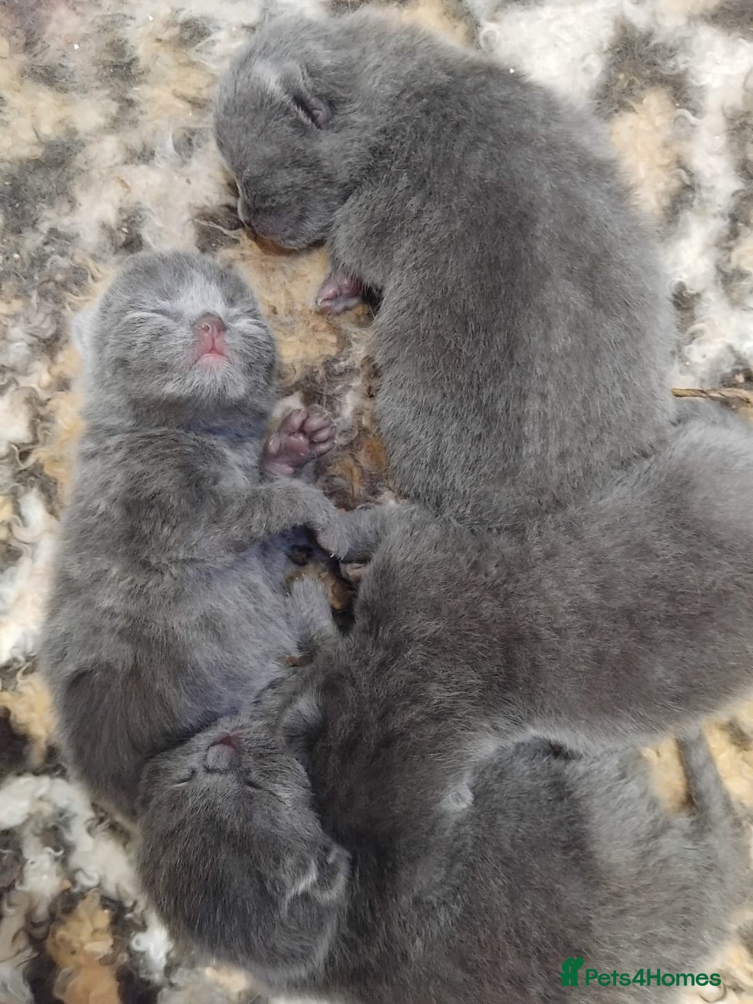 British Shorthair cats for sale: British short-hair kittens  - Image 4