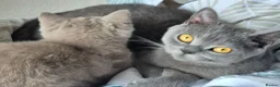 British Shorthair cats for sale: British shorthair - Advert 7