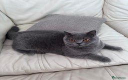 British Shorthair cats for sale: British shorthair Mimi Looking for a Loving Home  - Image 1