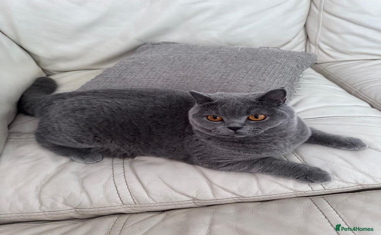 British Shorthair cats - Advert 1