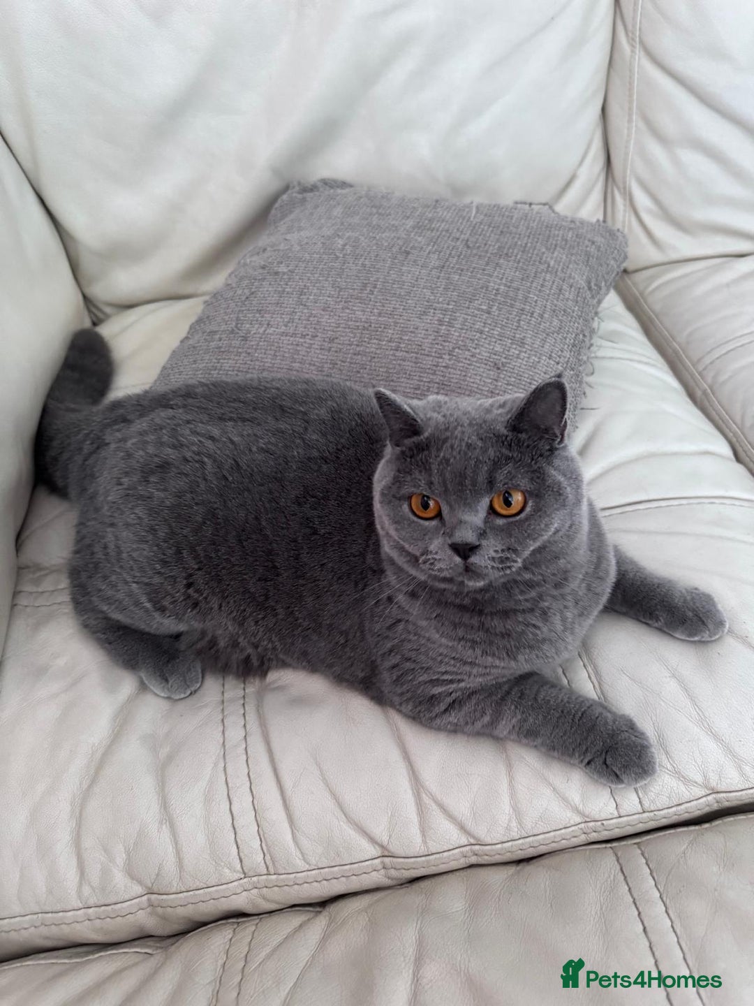 British Shorthair cats for sale: British shorthair Mimi Looking for a Loving Home  - Image 1