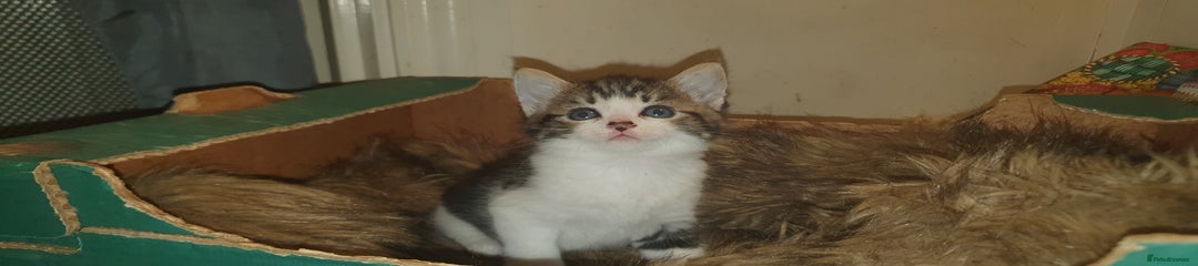 Mixed Breed Kitten 3