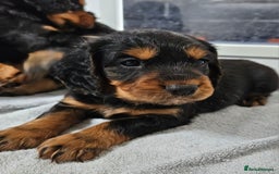 Cocker Spaniel dogs for sale: Working Cocker Spaniel Puppies  - Image 22