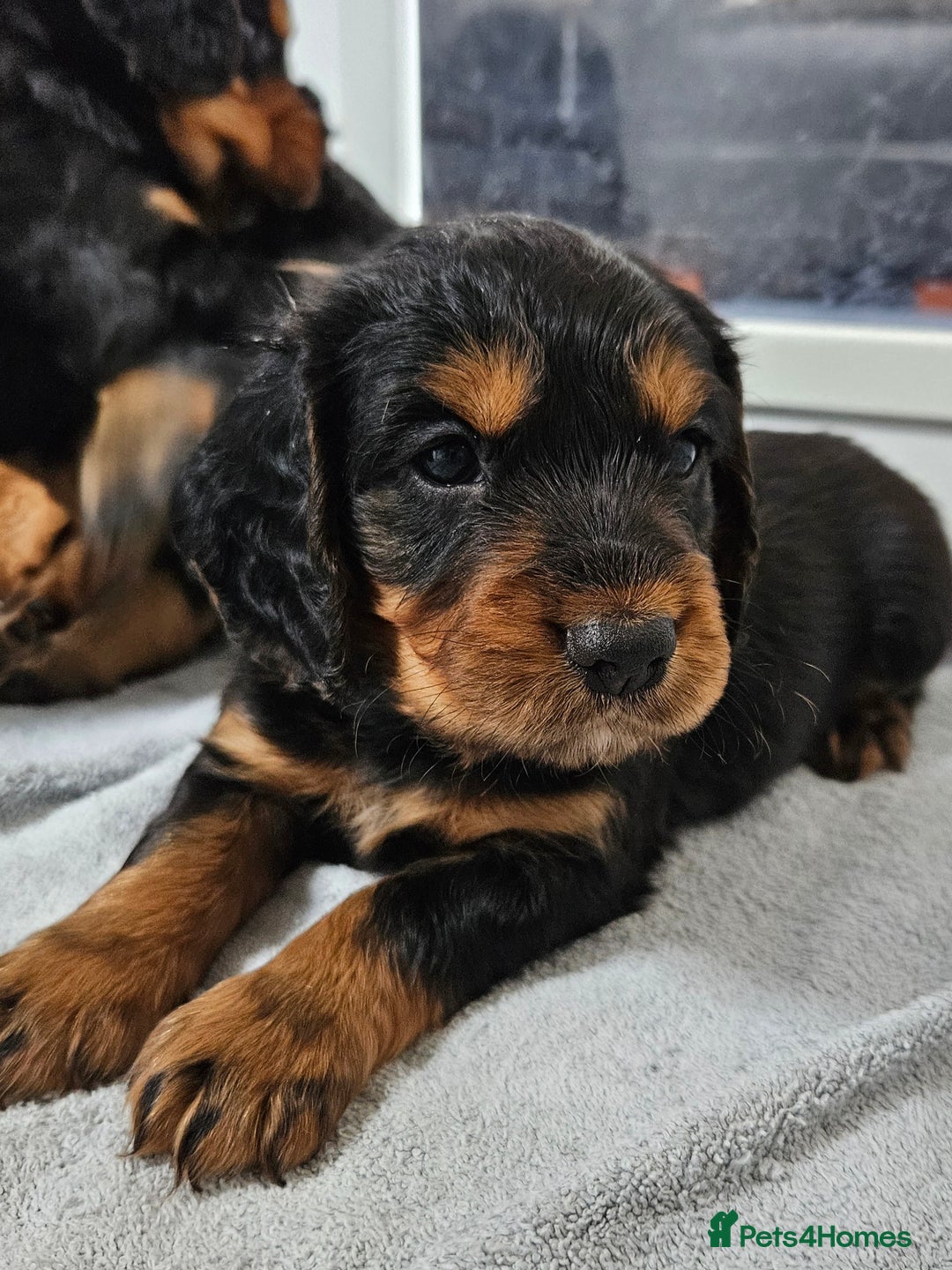 Cocker Spaniel dogs for sale: Working Cocker Spaniel Puppies  - Image 22