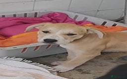 Mixed Breed dogs for adoption: ABANDONED TAN COLOURED PUPPY - Image 1