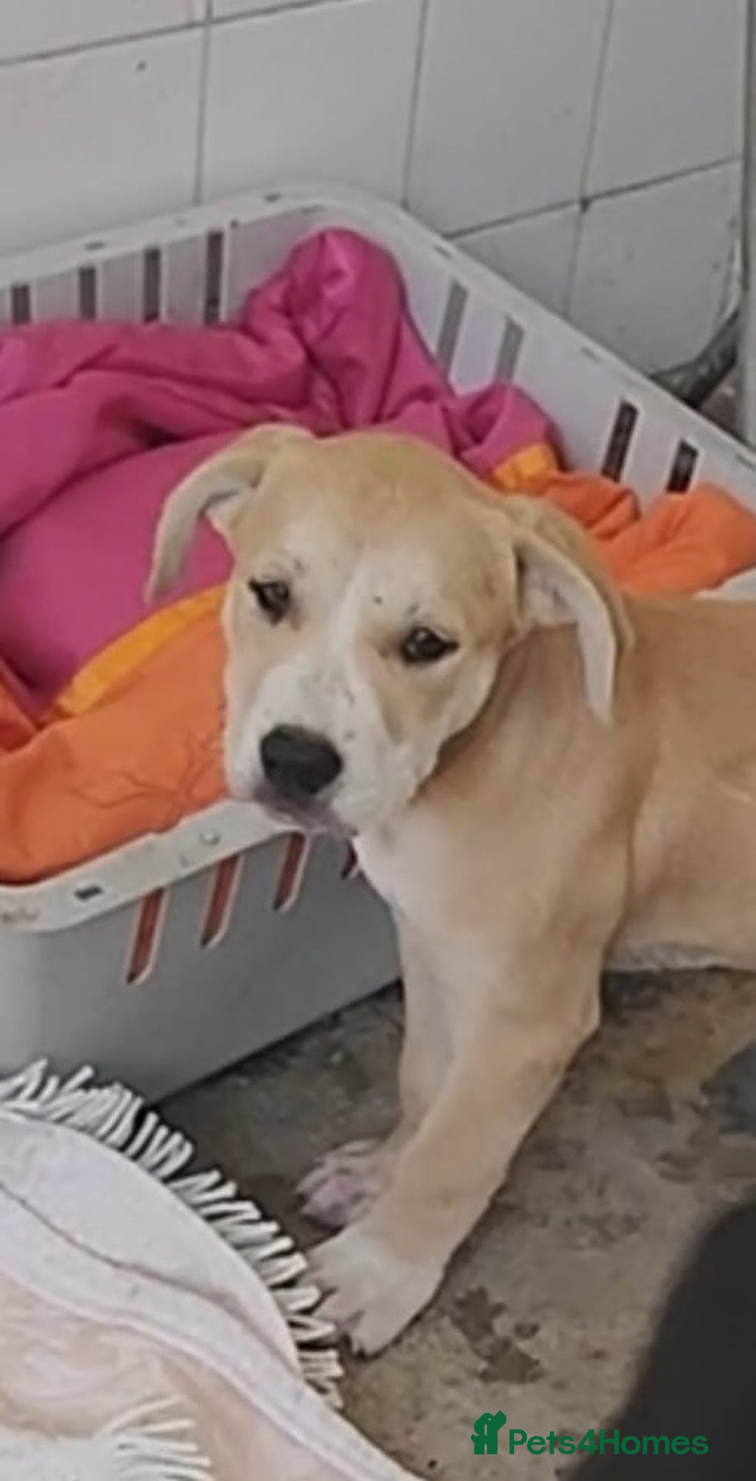Mixed Breed dogs for adoption: ABANDONED TAN COLOURED PUPPY - Image 1