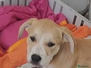 Mixed Breed dogs - Advert 23