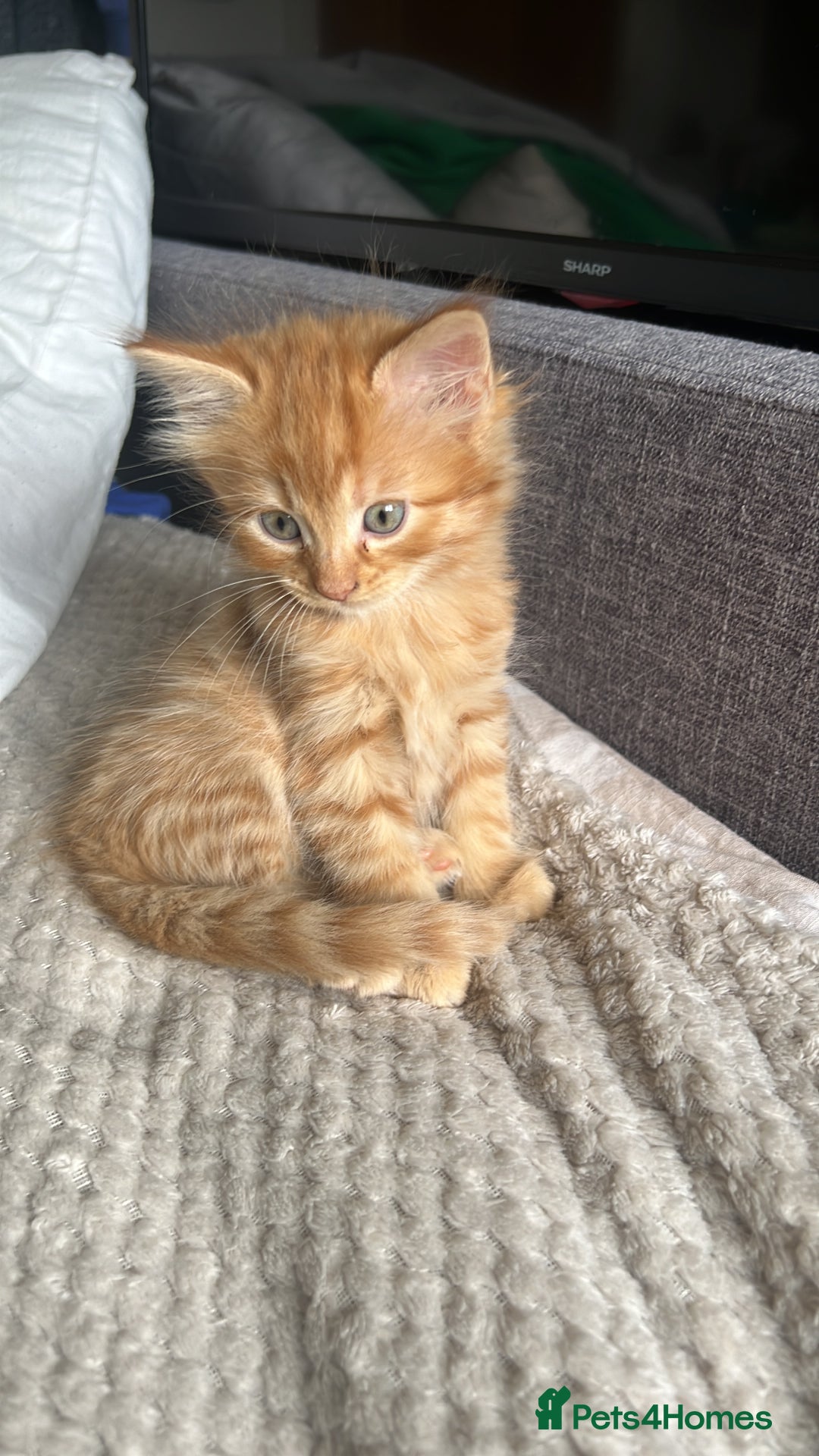 Mixed Breed cats for sale: 2 Ginger Kittens - Image 2