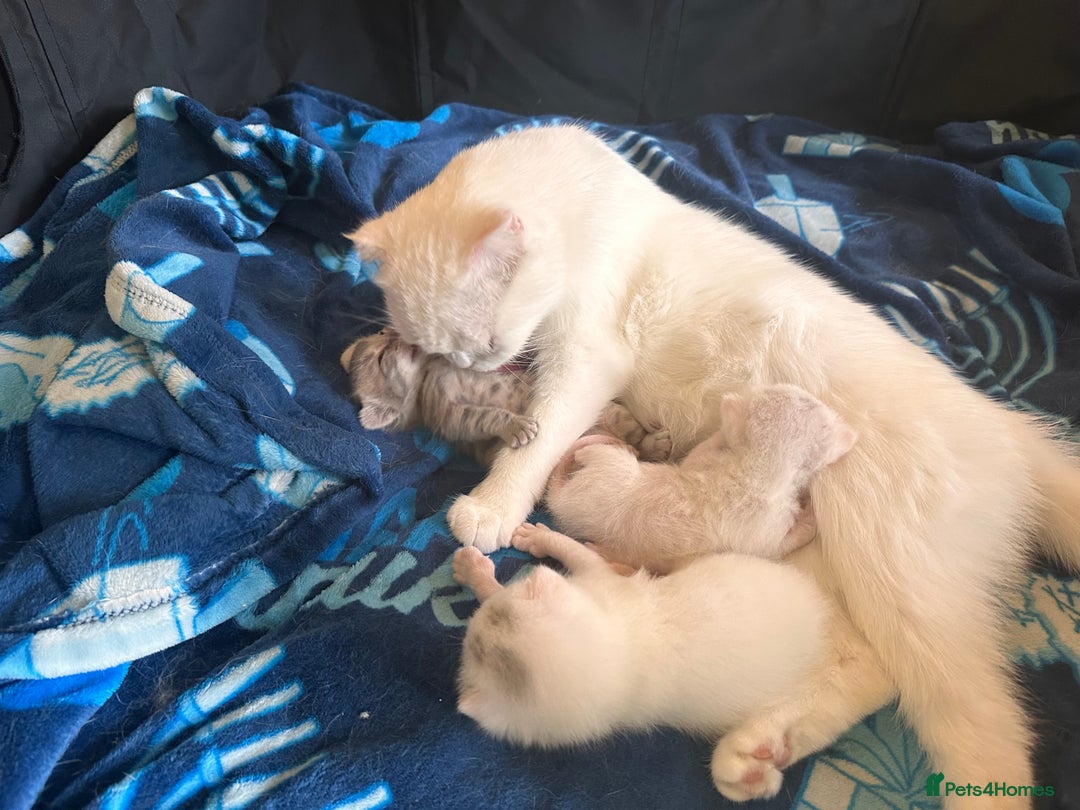 Scottish Fold cats for sale: 3 purring lovebugs - Image 11