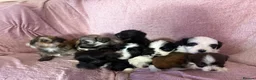 Havanese dogs for sale: Gorgeous litter of Havanese puppies. - Advert 3