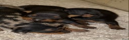 Miniature Pinscher dogs for sale: Gorgeous female miniature pinscher puppie for sale - Advert 5