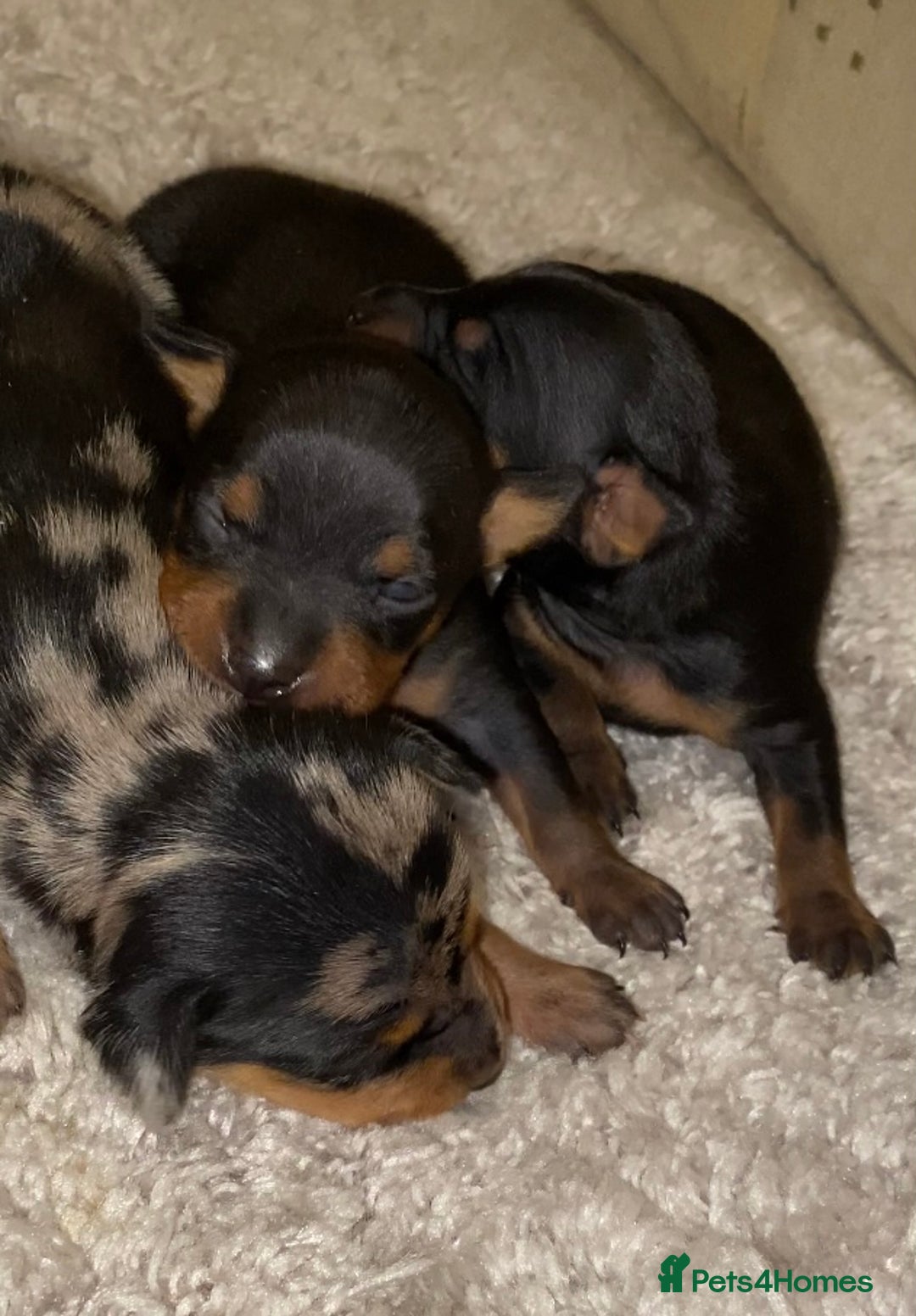 Miniature Pinscher dogs for sale: Gorgeous female miniature pinscher puppie for sale - Advert 5