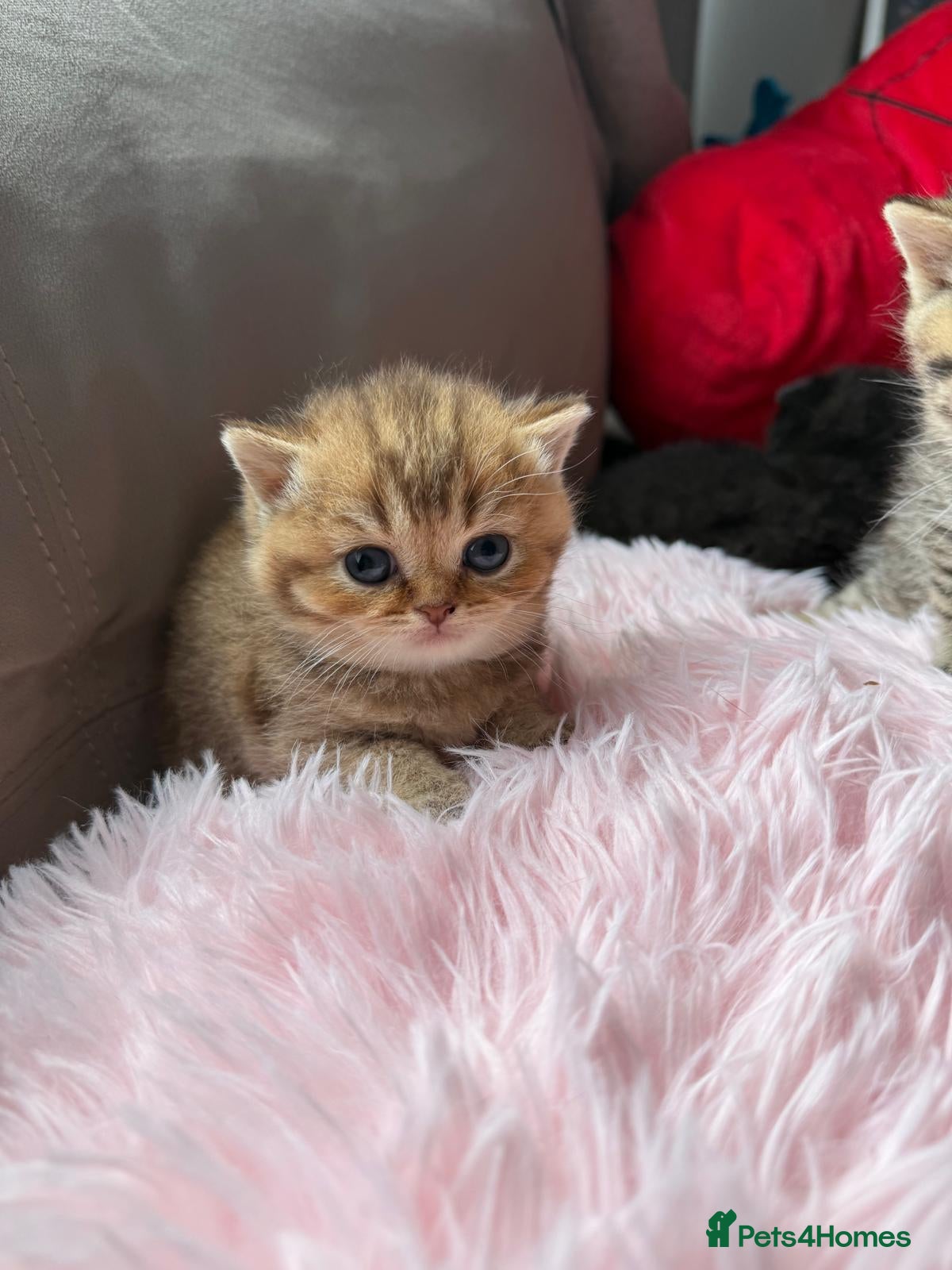 Scottish Fold cats Exceptional litter of Scottish fold/ straight😍😍 - Advert 2