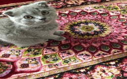 Scottish Fold cats for sale: Beautiful Scottish fold kitten - Image 1