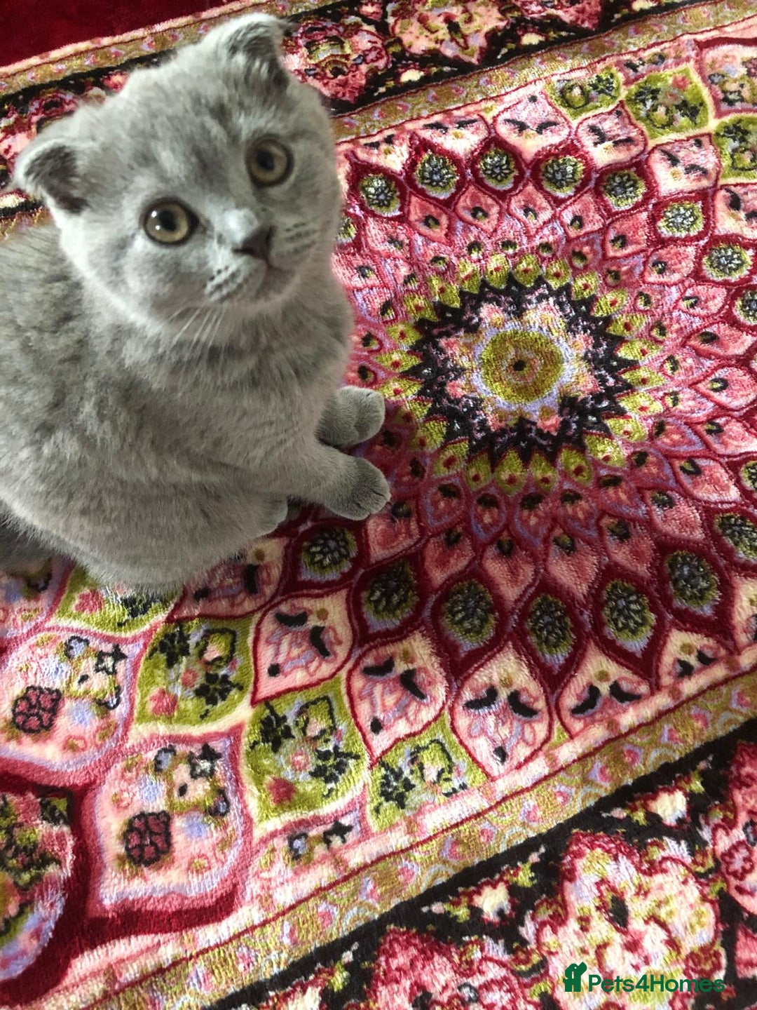 Scottish Fold cats for sale: Beautiful Scottish fold kitten - Image 1