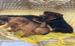 Lakeland Terrier dogs for sale: Lakeland terrier  - Image 14