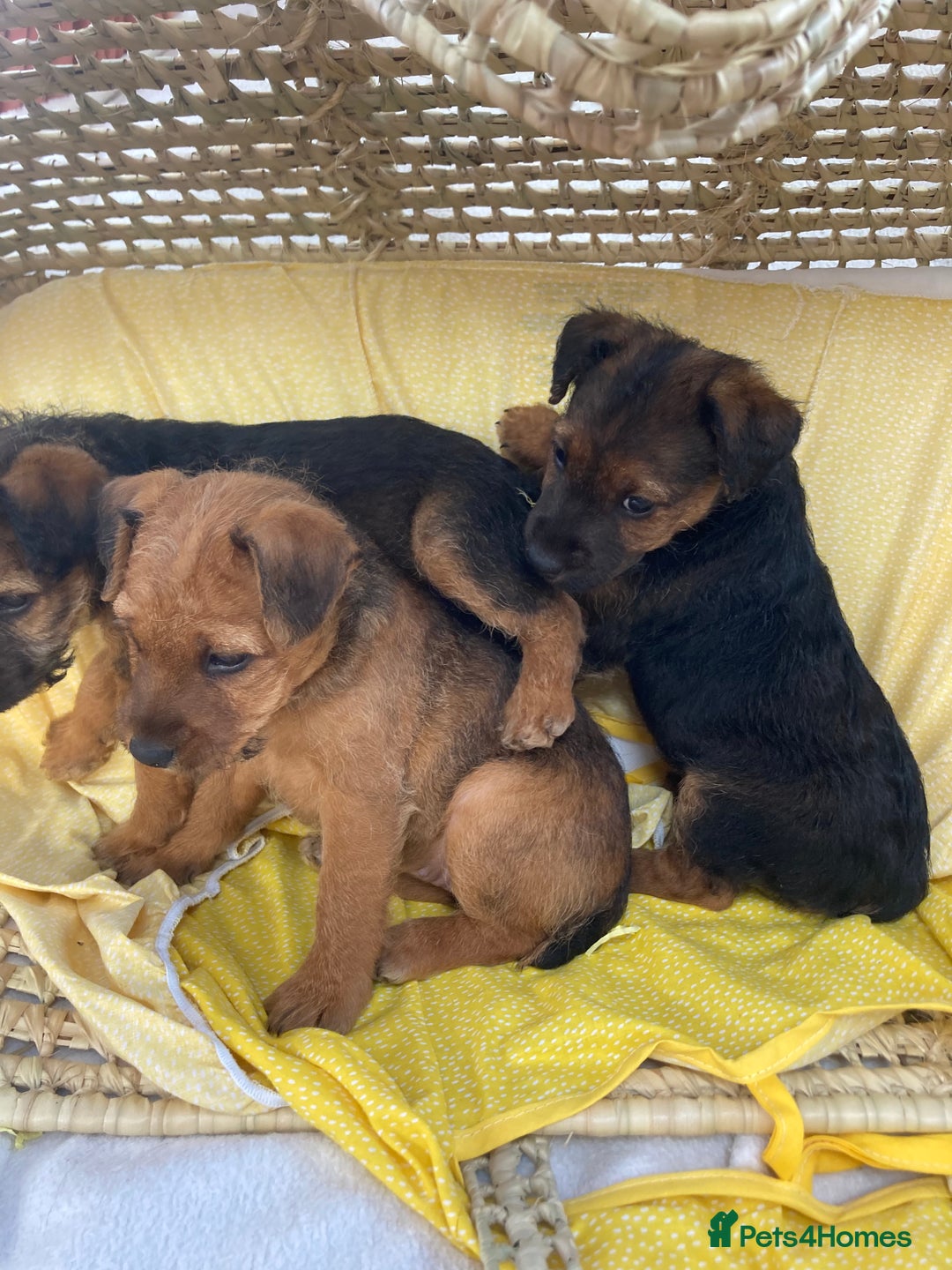 Lakeland Terrier dogs for sale: Lakeland terrier  - Image 14