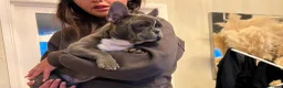 French Bulldog dogs for sale: Our keeper for sale French bulldog girl  in Huddersfield - Advert 2