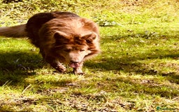 German Shepherd dogs for sale: German shepherd puppies health tested kc reg  in Honiton - Image 5