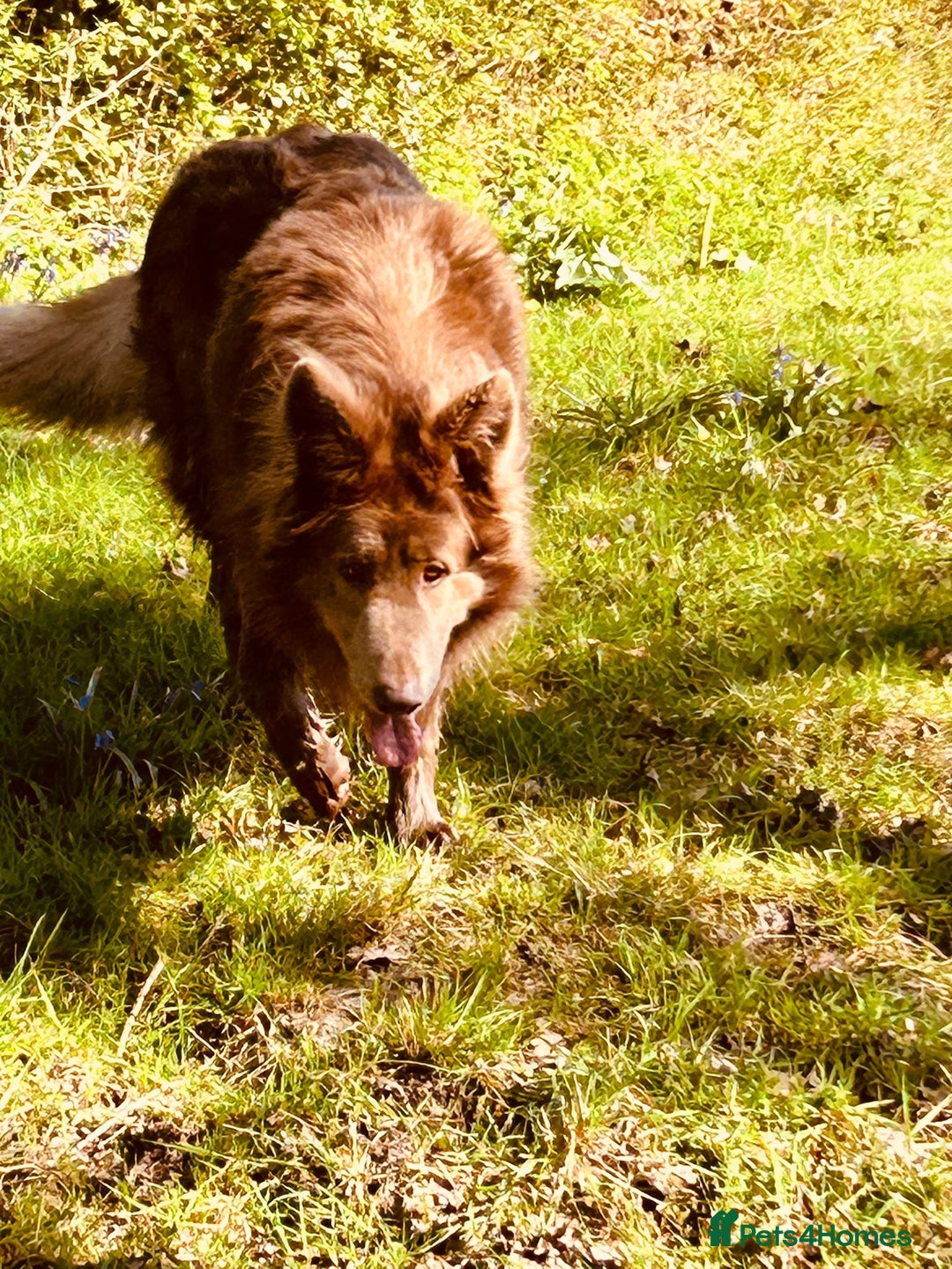 German Shepherd dogs for sale: German shepherd puppies health tested kc reg  in Honiton - Image 5