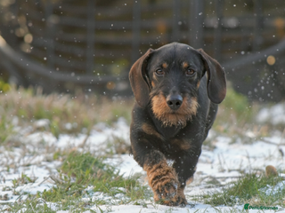Dachshund dogs Champion bloodline Teckel stud in Skipton - Advert 7