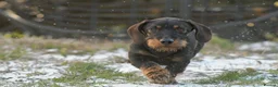Dachshund dogs for stud: Champion bloodline Teckel stud  in Skipton - Advert 2