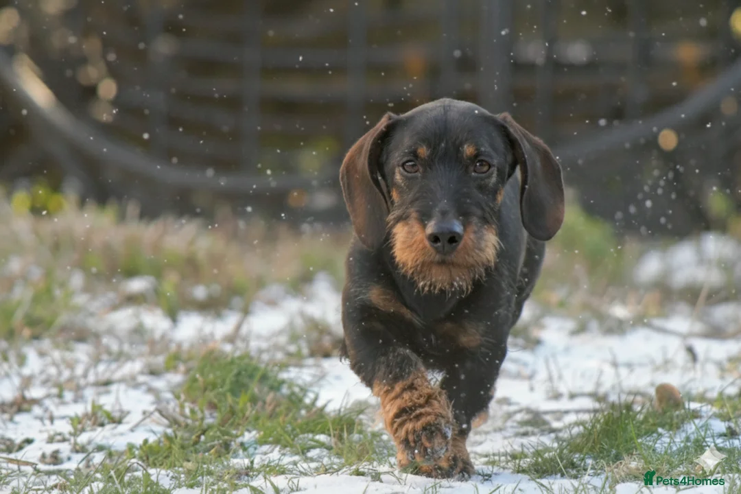 Dachshund dogs for stud: Champion bloodline Teckel stud  in Skipton - Advert 2