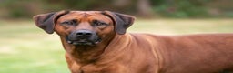 Rhodesian Ridgeback dogs for sale: Rhodesian Ridgeback later DUE 26th FEB - Advert 3