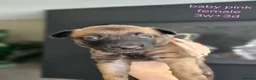 Belgian Shepherd Dog dogs for sale: Belgian Malinois Puppies in Sunderland - Advert 8