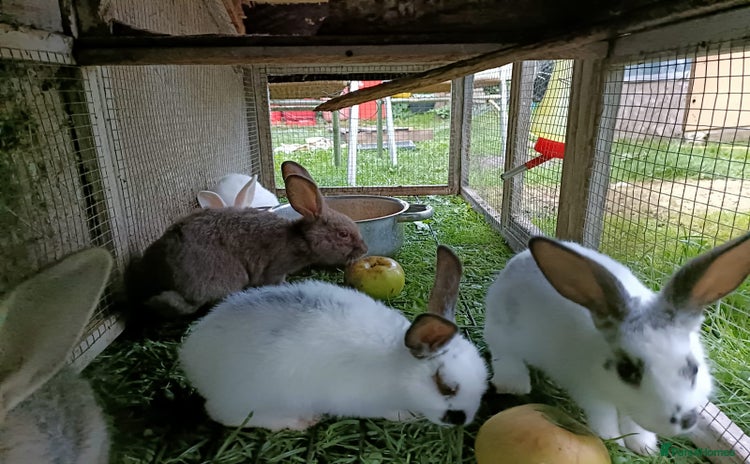 Rex rabbits - Advert 1
