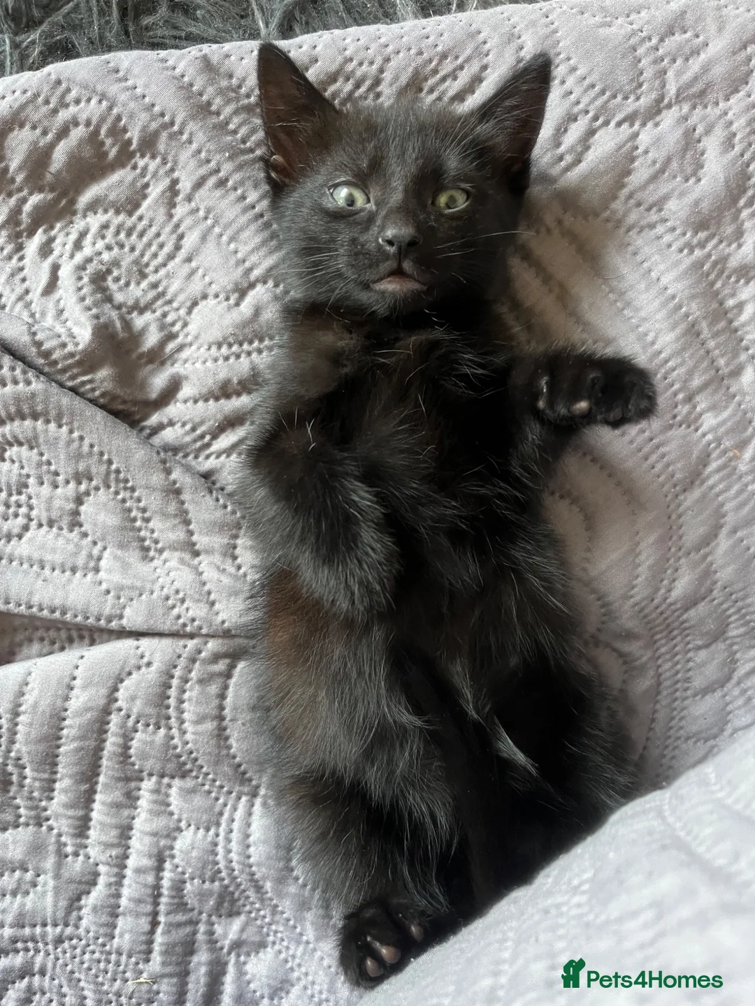 Mixed Breed cats for sale: Beautiful kittens for their furever homes - Advert 2