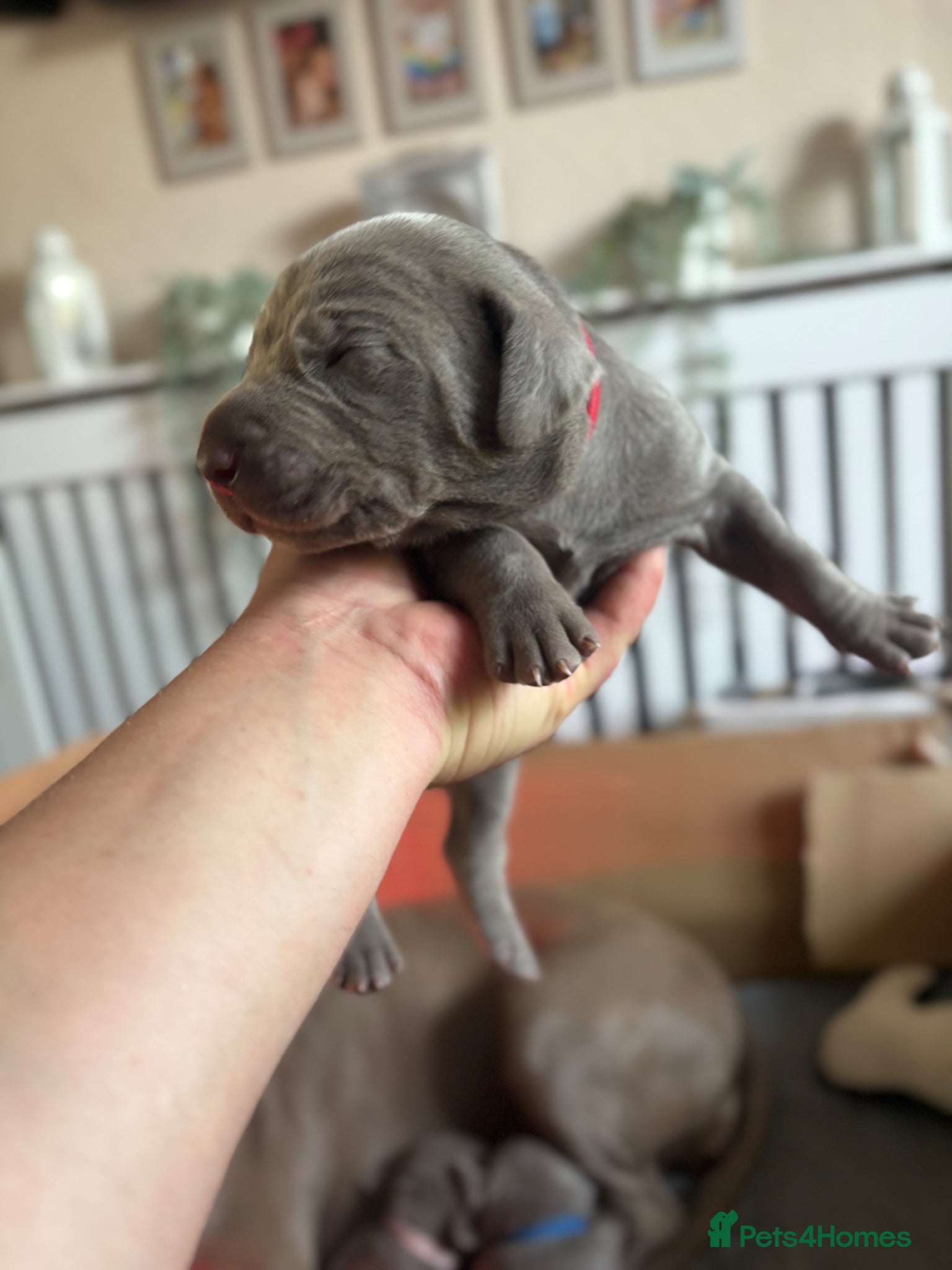 Mixed Breed dogs WEIMARMAN CHAMPION BLOODLINE PUPS - Advert 9