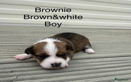 Jack Russell dogs for sale: Jack Russell puppies 2  - Image 4
