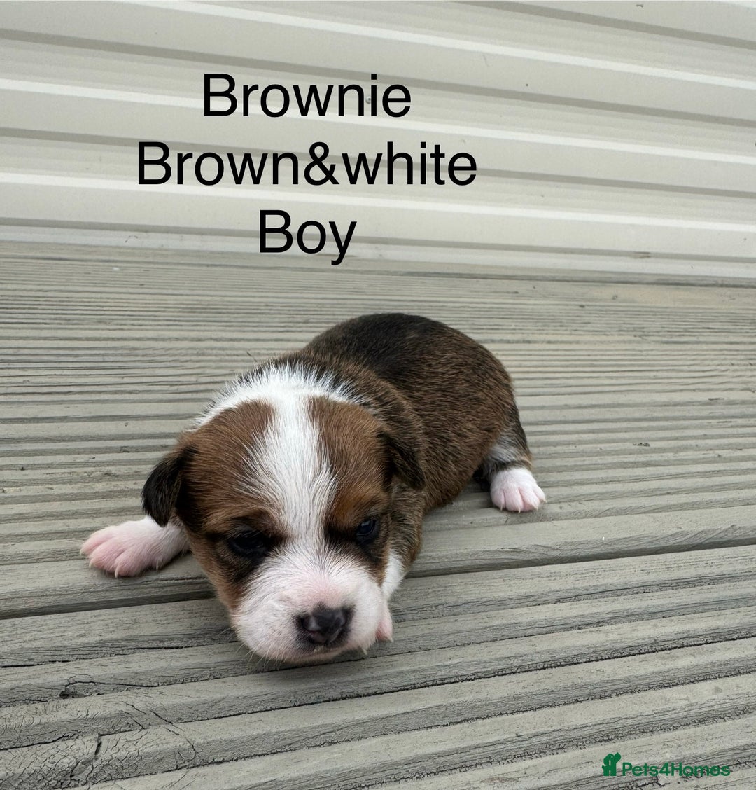 Jack Russell dogs for sale: Jack Russell puppies 2  - Image 4