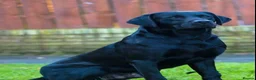 Labrador Retriever dogs for stud: Black Labrador Gun dog STUD- FernSpring River.  - Advert 8