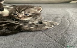 Domestic Shorthair cats for sale: 5 gorgeous kittens 🐈‍⬛  - Advert 7