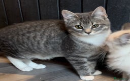 Ragdoll cats for sale: Beautiful Ragdoll cross kittens  - Image 3