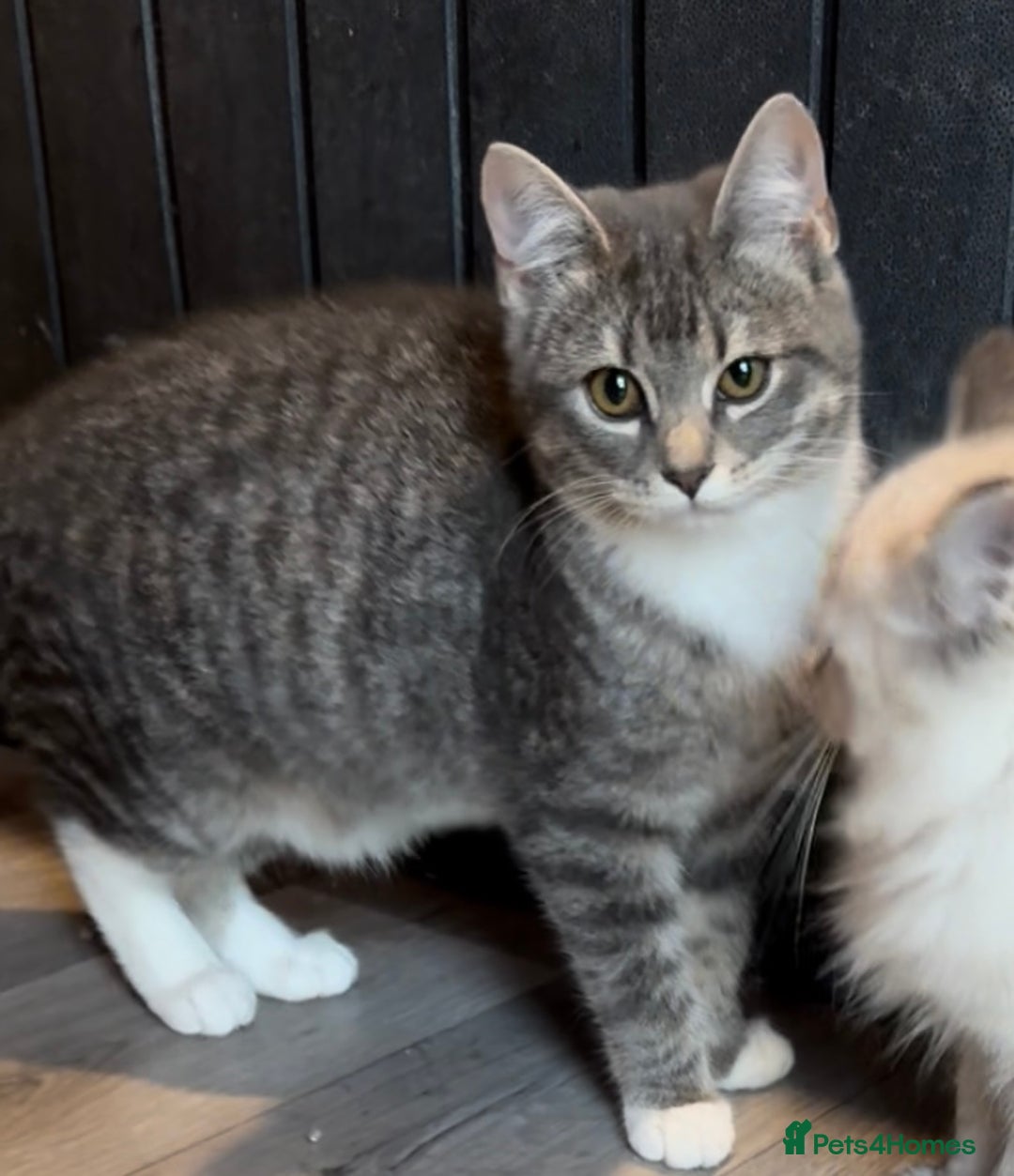 Ragdoll cats for sale: Beautiful Ragdoll cross kittens  - Image 3