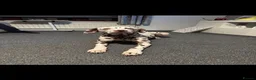 Dalmatian dogs for sale: Oreo  in Glasgow - Advert 8