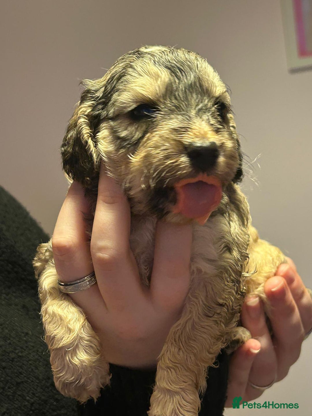 Cockapoo dogs for sale: 8 gorgeous F1 Cockapoos - Advert 35