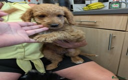 Cockapoo dogs for sale: 2 cockapoo puppies  - Image 3