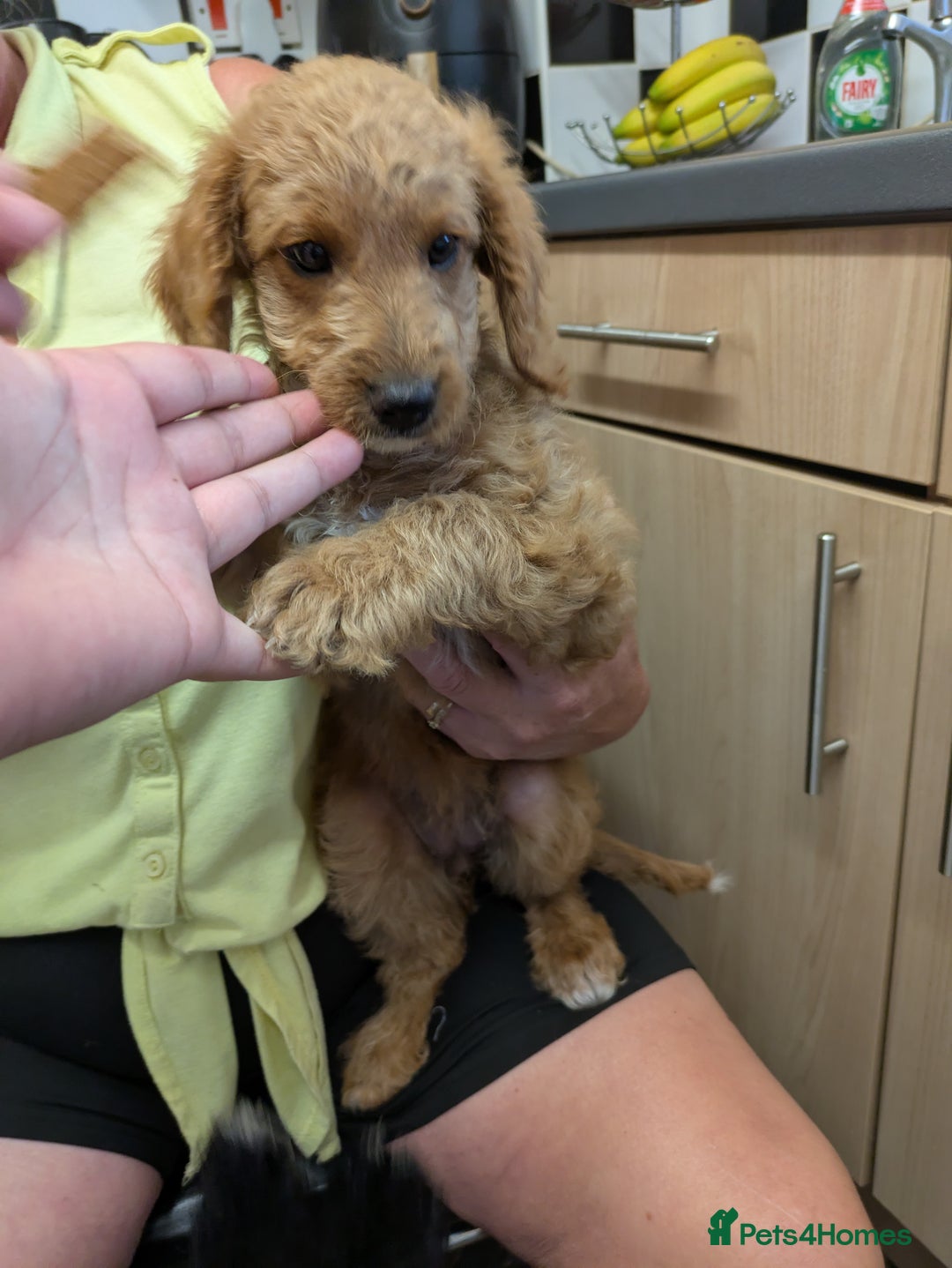 Cockapoo dogs for sale: 2 cockapoo puppies  - Image 3