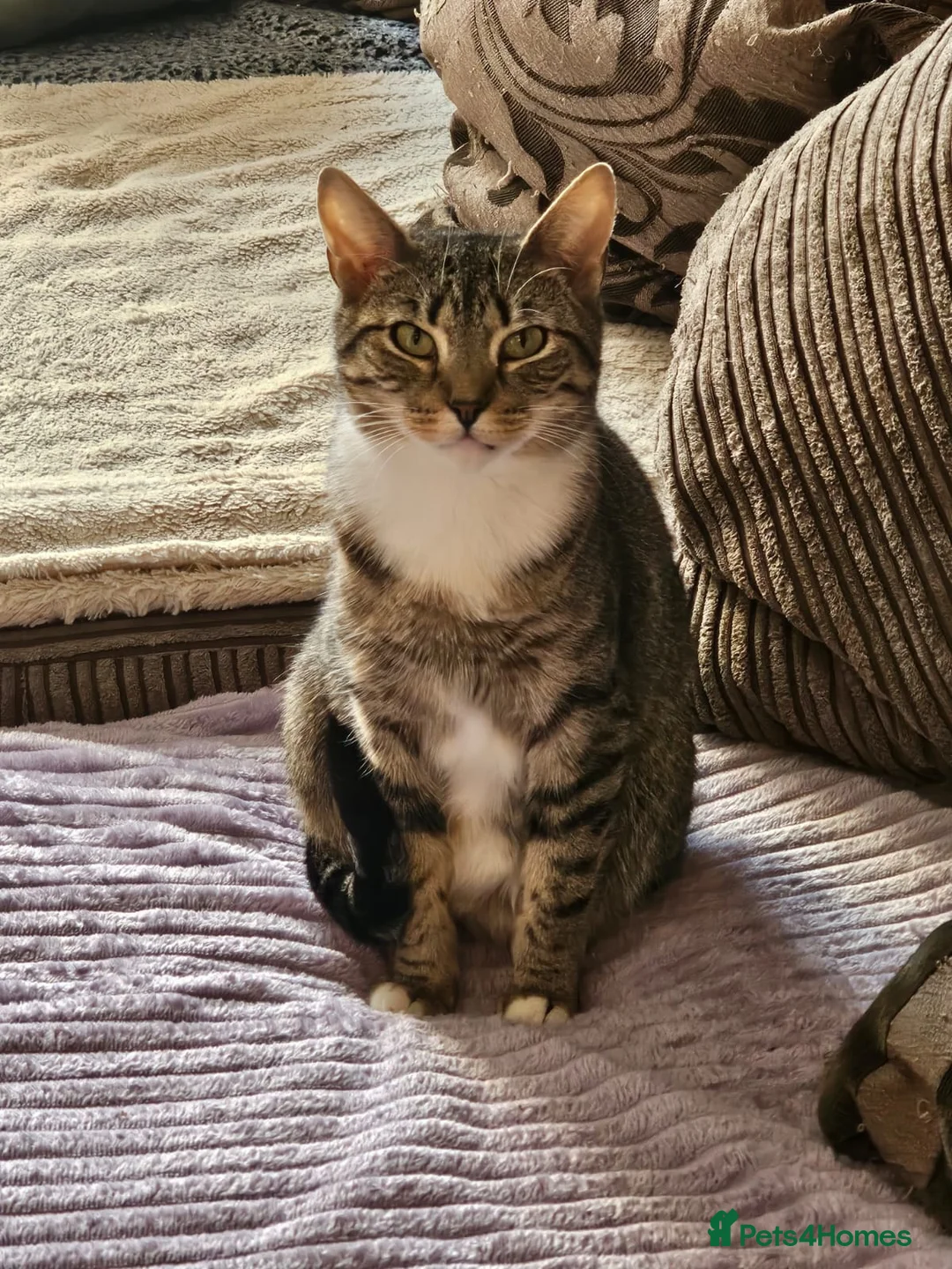 Mixed Breed cats for adoption: 2yr old Rescue Cat Needs ❤️Home she can heal in - Advert 1